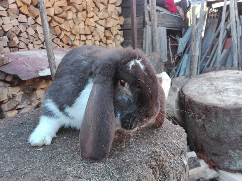  - AAA ARHIVA IEPURI VANDUTI IN TARA