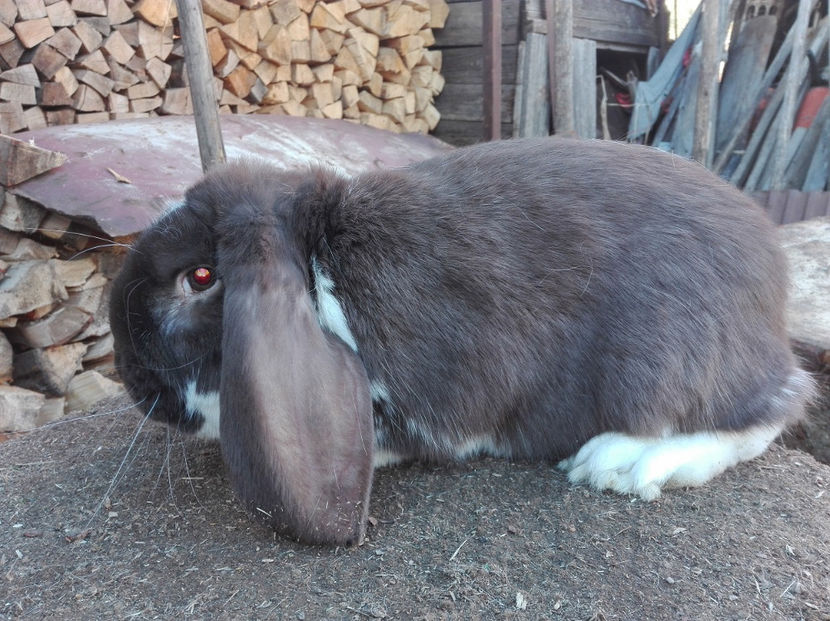  - AAA ARHIVA IEPURI VANDUTI IN TARA