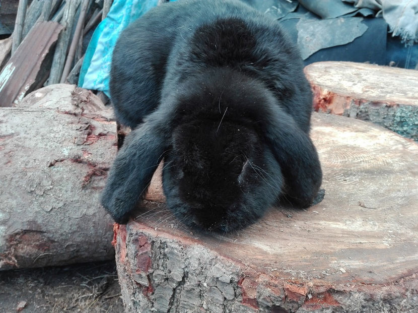  - AAA ARHIVA IEPURI VANDUTI IN TARA