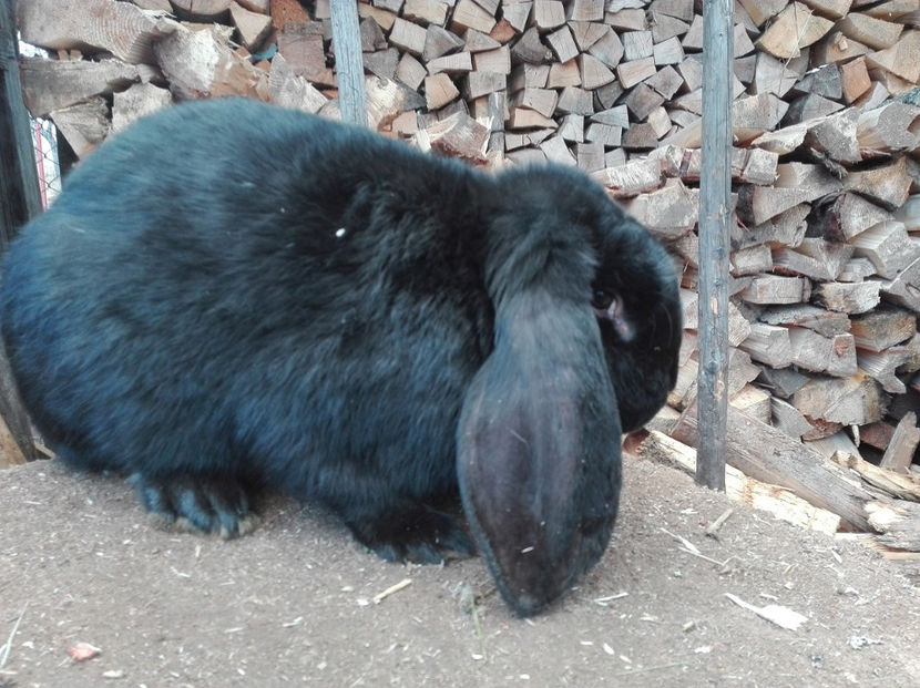  - AAA ARHIVA IEPURI VANDUTI IN TARA