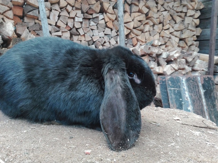  - AAA ARHIVA IEPURI VANDUTI IN TARA