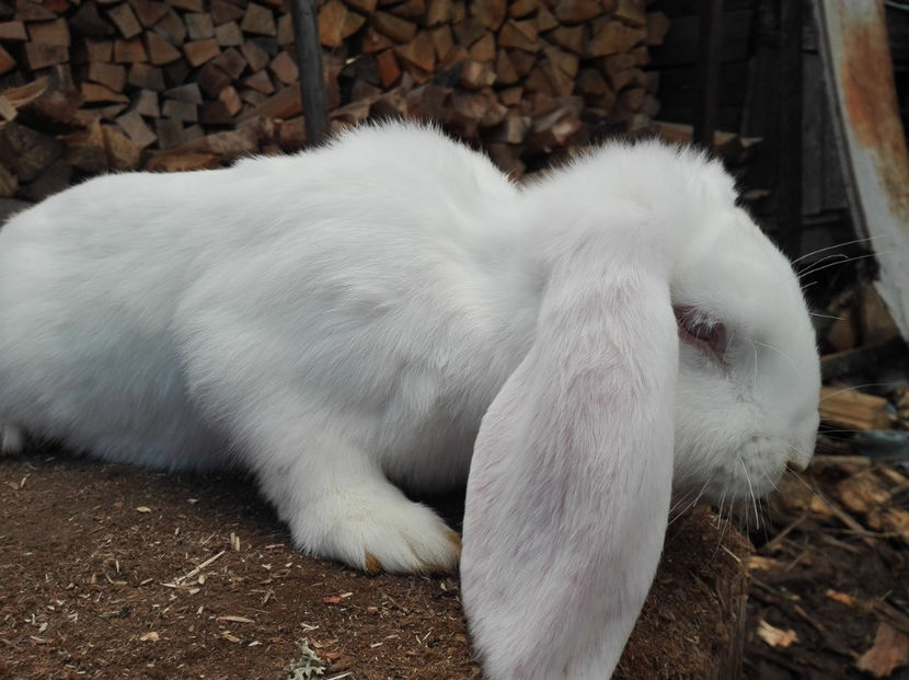  - AAA ARHIVA IEPURI VANDUTI IN TARA