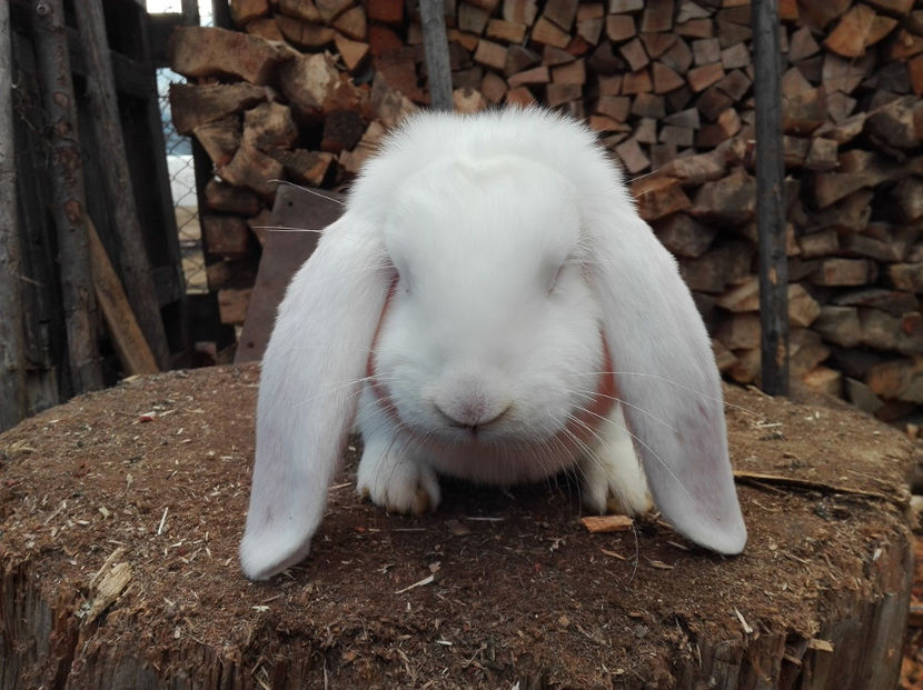  - AAA ARHIVA IEPURI VANDUTI IN TARA