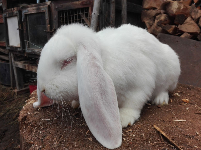  - AAA ARHIVA IEPURI VANDUTI IN TARA