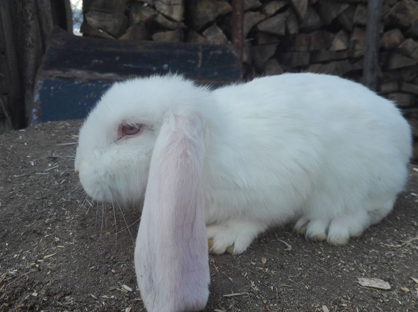  - AAA ARHIVA IEPURI VANDUTI IN TARA