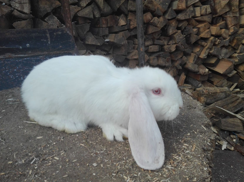  - AAA ARHIVA IEPURI VANDUTI IN TARA