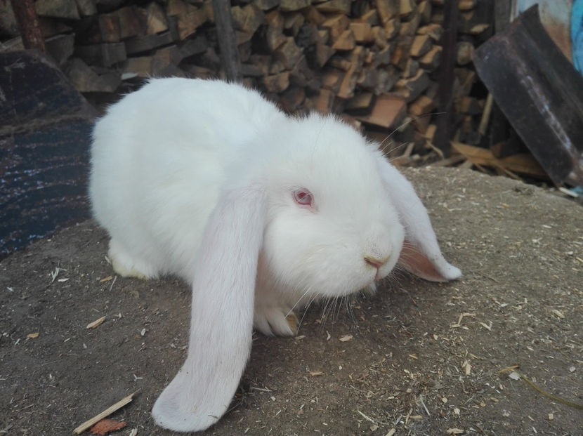  - AAA ARHIVA IEPURI VANDUTI IN TARA