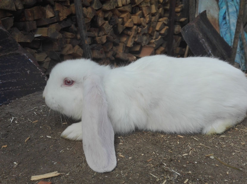  - AAA ARHIVA IEPURI VANDUTI IN TARA