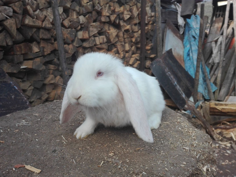  - AAA ARHIVA IEPURI VANDUTI IN TARA