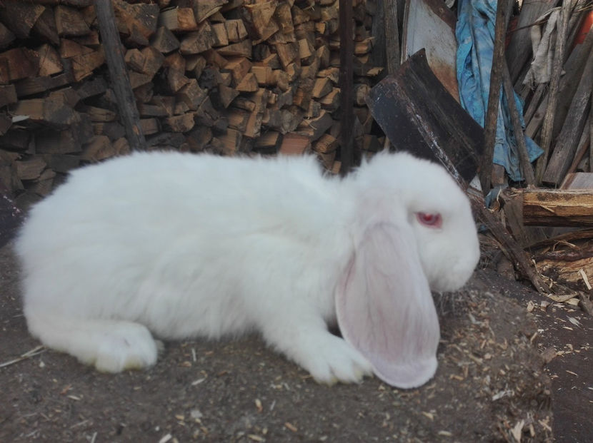  - AAA ARHIVA IEPURI VANDUTI IN TARA