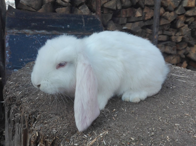  - AAA ARHIVA IEPURI VANDUTI IN TARA