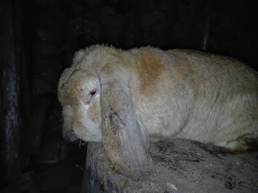  - AAA ARHIVA IEPURI VANDUTI IN TARA