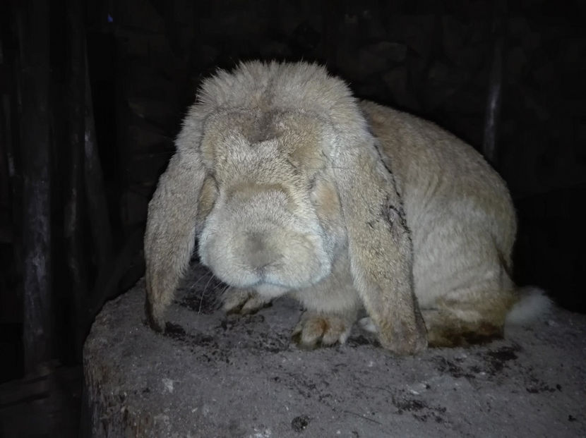  - AAA ARHIVA IEPURI VANDUTI IN TARA