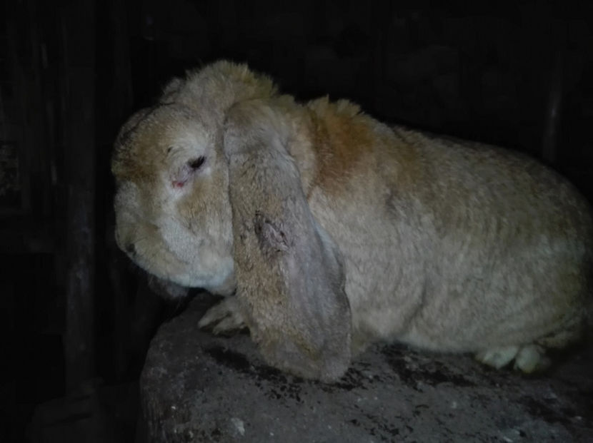  - AAA ARHIVA IEPURI VANDUTI IN TARA