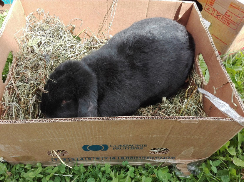  - AAA ARHIVA IEPURI VANDUTI IN TARA