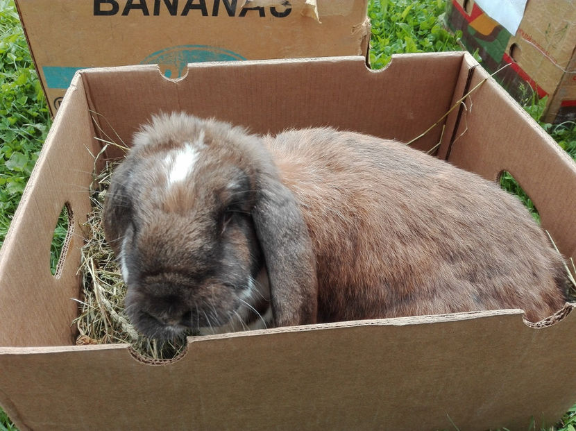  - AAA ARHIVA IEPURI VANDUTI IN TARA