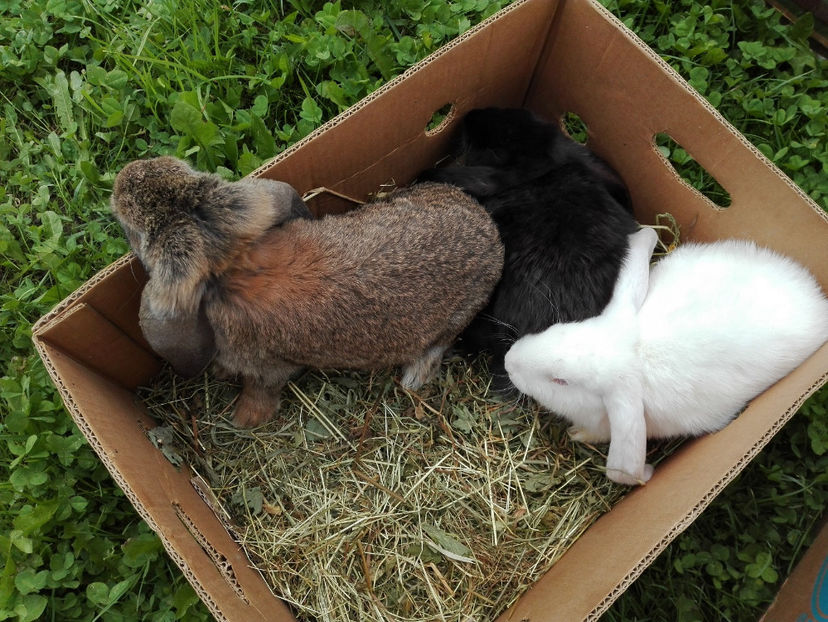  - AAA ARHIVA IEPURI VANDUTI IN TARA