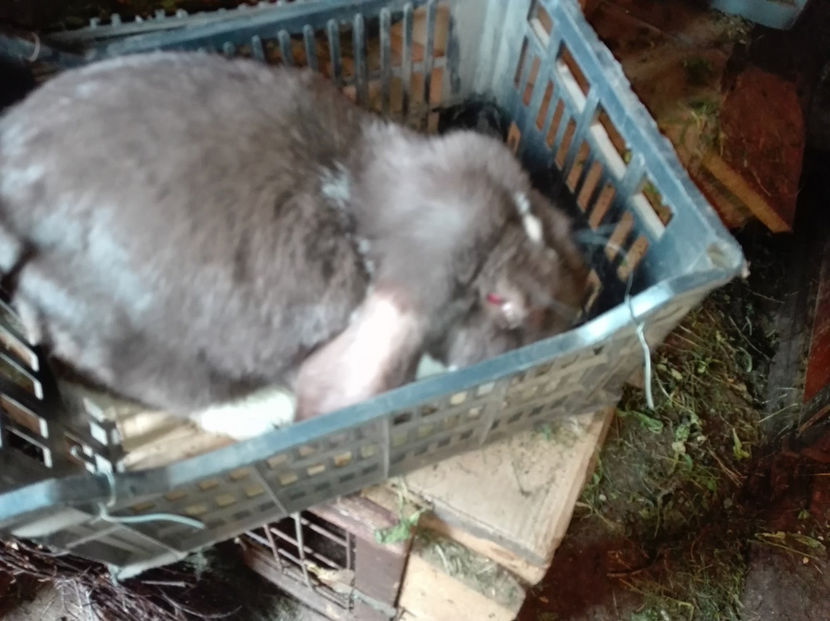  - AAA ARHIVA IEPURI VANDUTI IN TARA