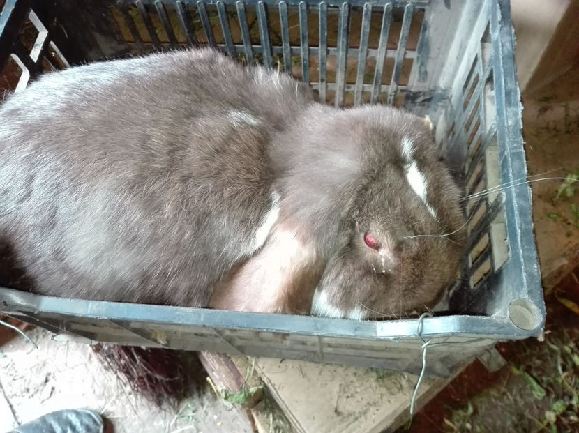  - AAA ARHIVA IEPURI VANDUTI IN TARA