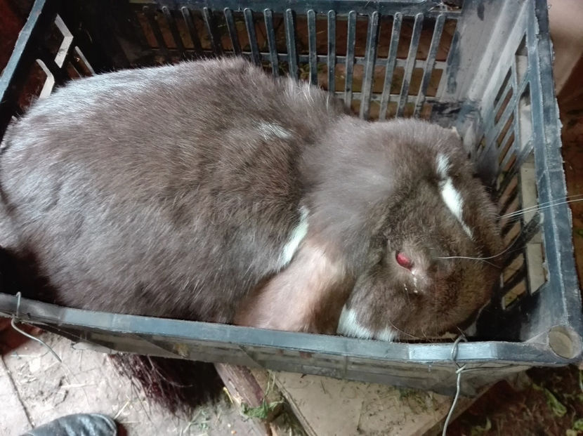  - AAA ARHIVA IEPURI VANDUTI IN TARA