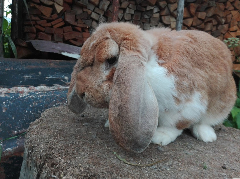  - AAA ARHIVA IEPURI VANDUTI IN TARA