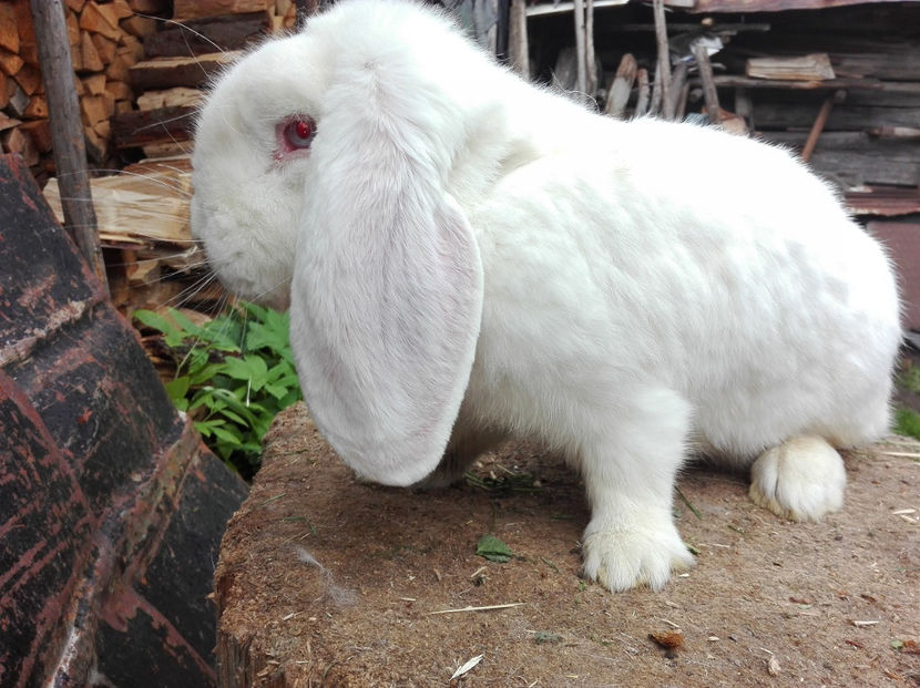  - AAA ARHIVA IEPURI VANDUTI IN TARA