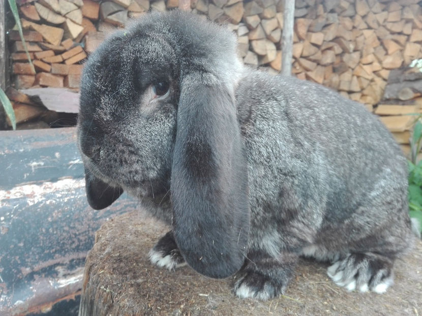  - AAA ARHIVA IEPURI VANDUTI IN TARA