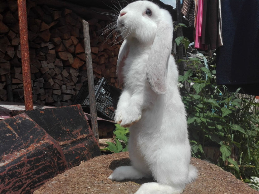  - AAA ARHIVA IEPURI VANDUTI IN TARA