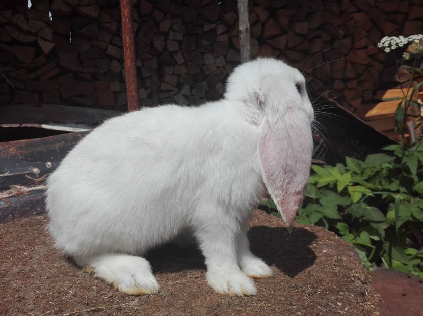  - AAA ARHIVA IEPURI VANDUTI IN TARA