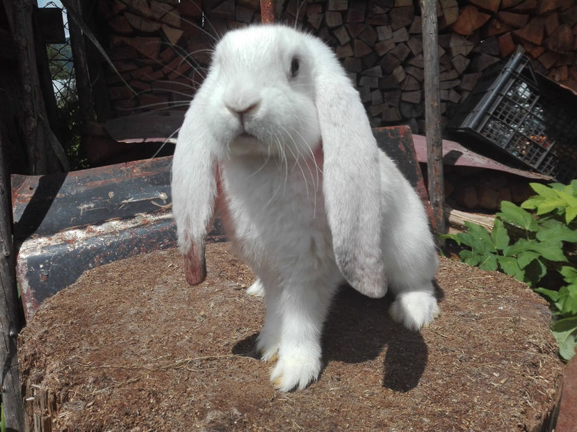  - AAA ARHIVA IEPURI VANDUTI IN TARA