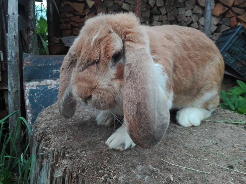  - AAA ARHIVA IEPURI VANDUTI IN TARA