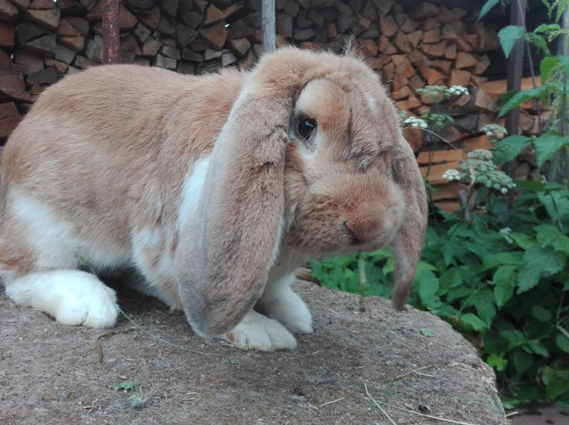  - AAA ARHIVA IEPURI VANDUTI IN TARA