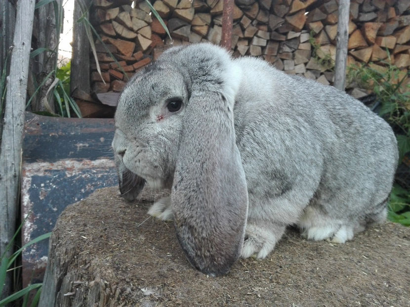  - AAA ARHIVA IEPURI VANDUTI IN TARA