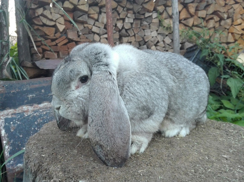  - AAA ARHIVA IEPURI VANDUTI IN TARA