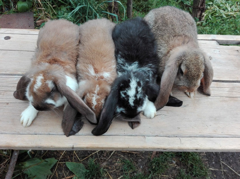  - AAA ARHIVA IEPURI VANDUTI IN TARA