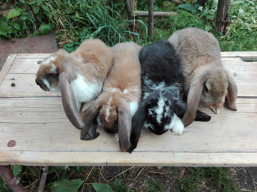  - AAA ARHIVA IEPURI VANDUTI IN TARA