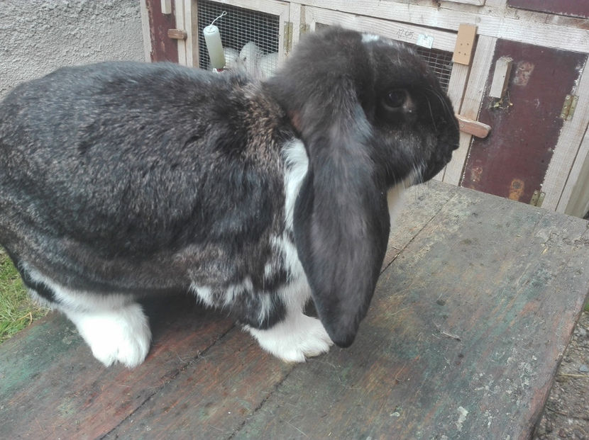  - AAA ARHIVA IEPURI VANDUTI IN TARA