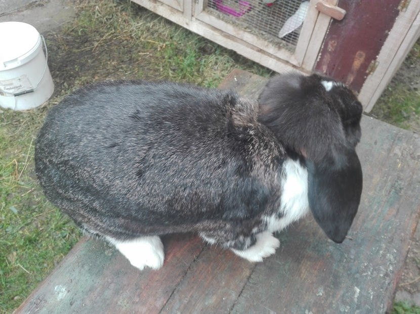  - AAA ARHIVA IEPURI VANDUTI IN TARA