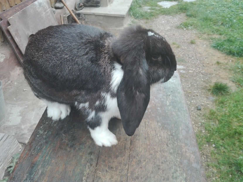  - AAA ARHIVA IEPURI VANDUTI IN TARA