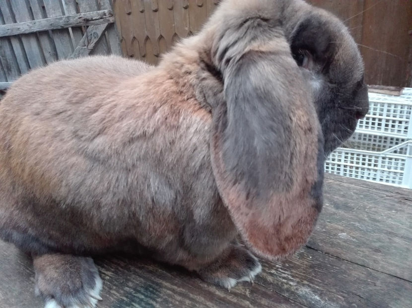  - AAA ARHIVA IEPURI VANDUTI IN TARA