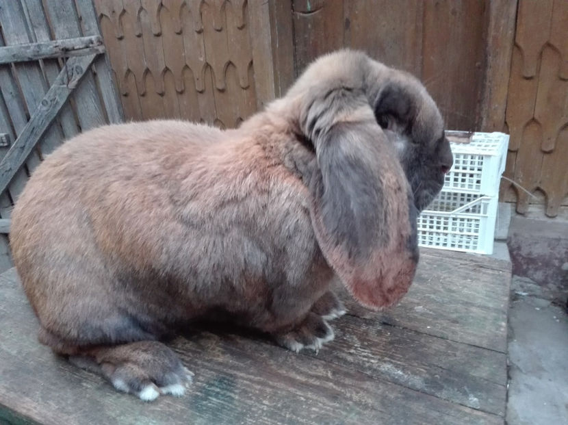  - AAA ARHIVA IEPURI VANDUTI IN TARA