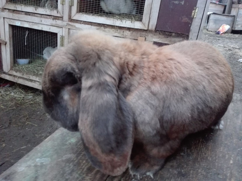  - AAA ARHIVA IEPURI VANDUTI IN TARA