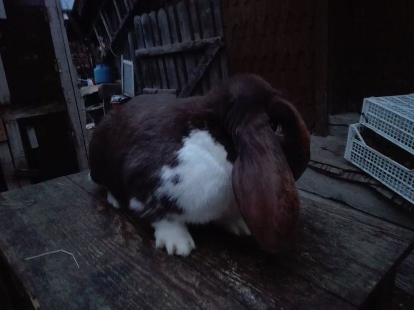  - AAA ARHIVA IEPURI VANDUTI IN TARA