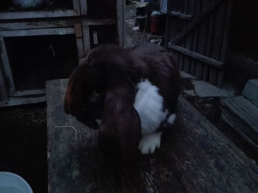  - AAA ARHIVA IEPURI VANDUTI IN TARA