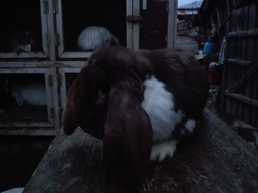  - AAA ARHIVA IEPURI VANDUTI IN TARA