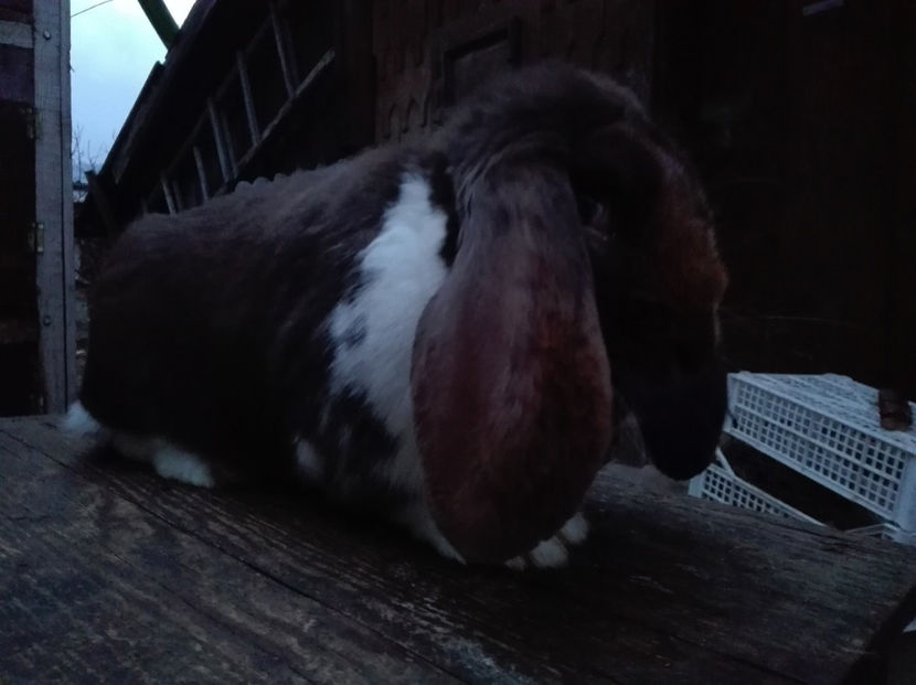  - AAA ARHIVA IEPURI VANDUTI IN TARA