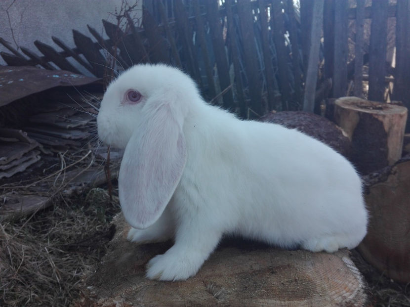  - AAA ARHIVA IEPURI VANDUTI IN TARA