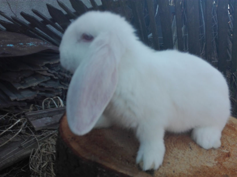  - AAA ARHIVA IEPURI VANDUTI IN TARA