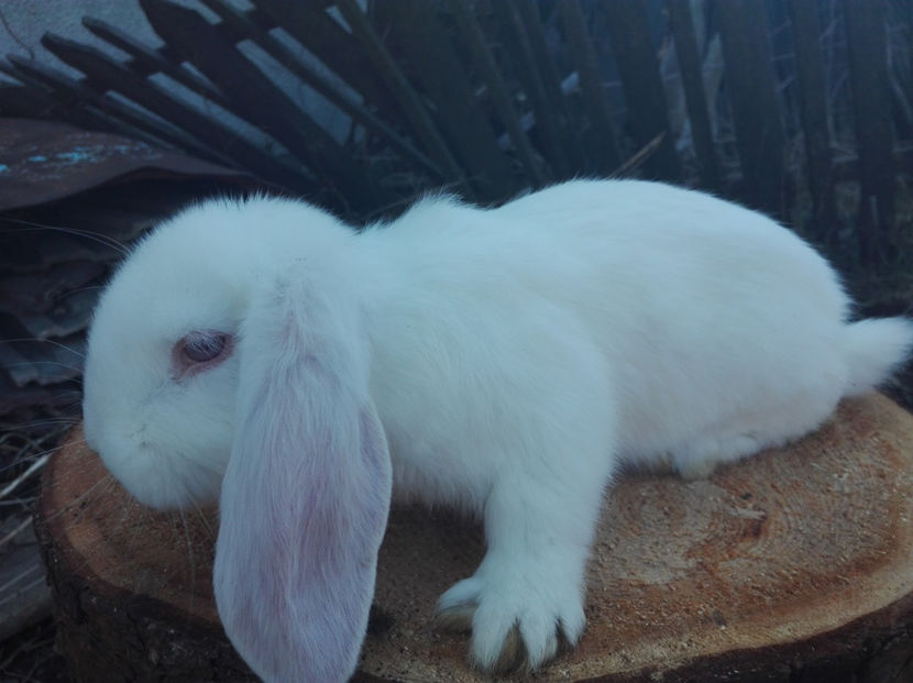  - AAA ARHIVA IEPURI VANDUTI IN TARA
