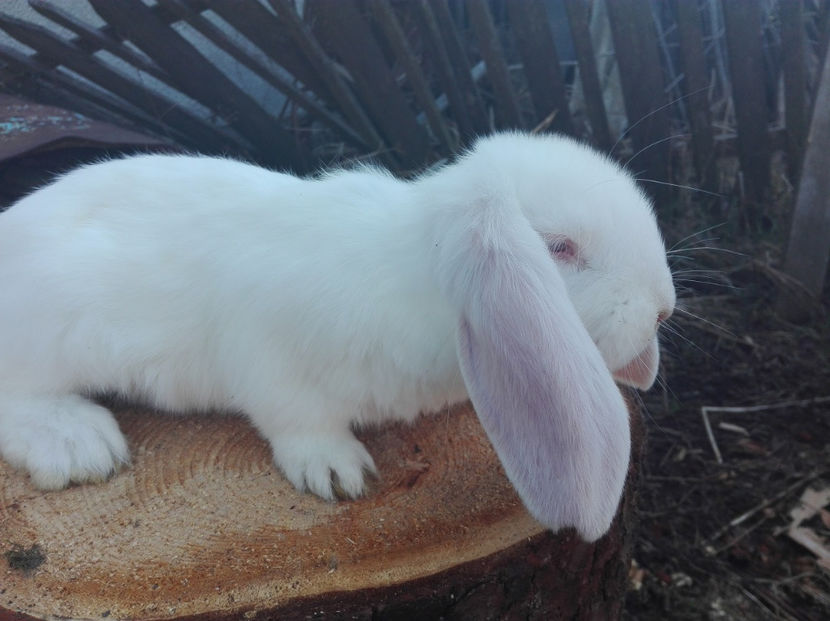  - AAA ARHIVA IEPURI VANDUTI IN TARA